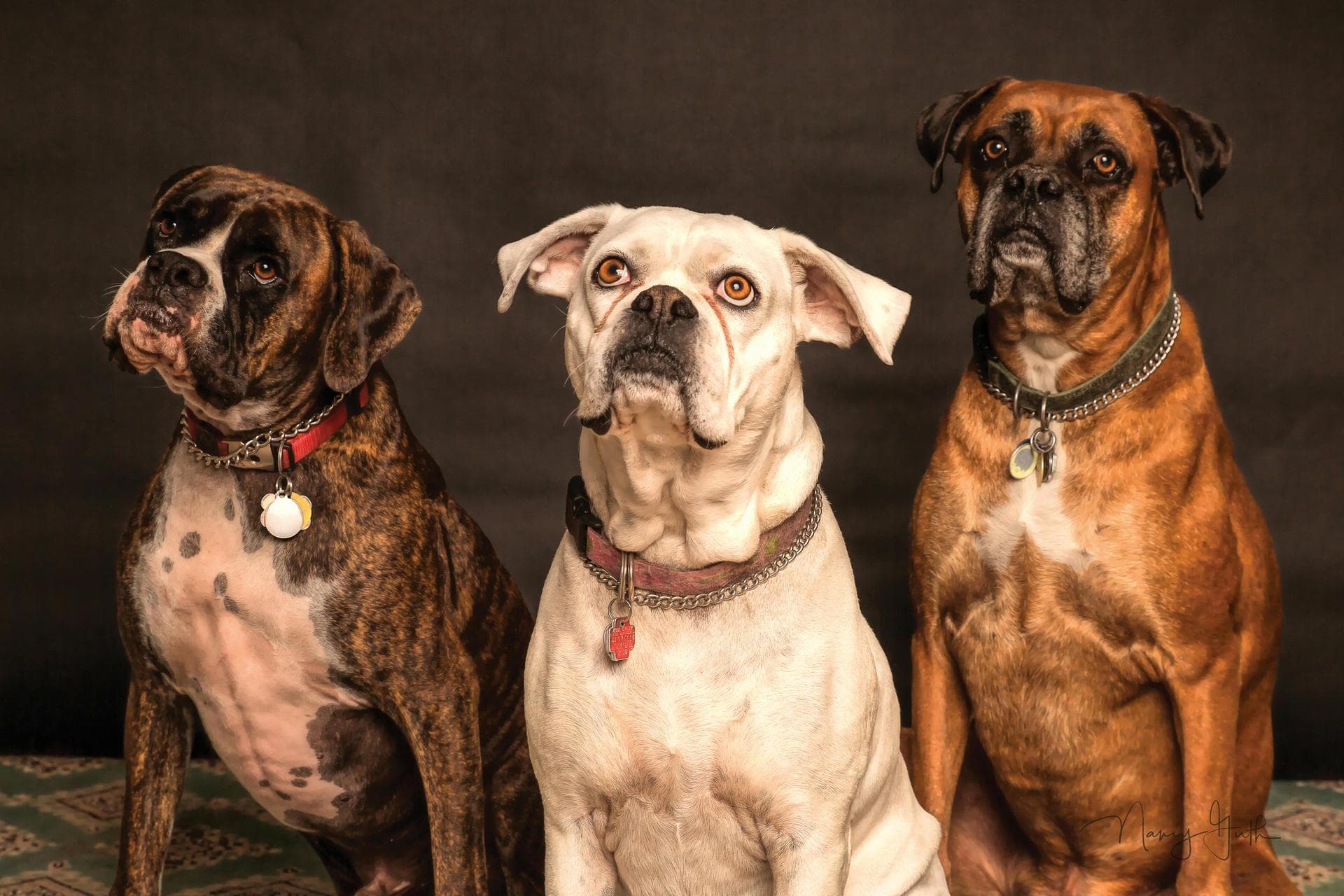 Best Vets in Anchorage