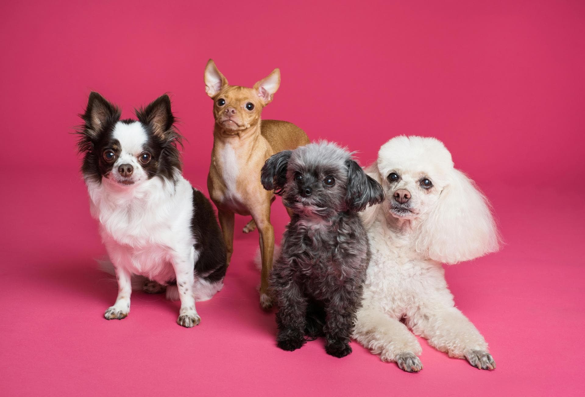 Specialist Vets in Anchorage
