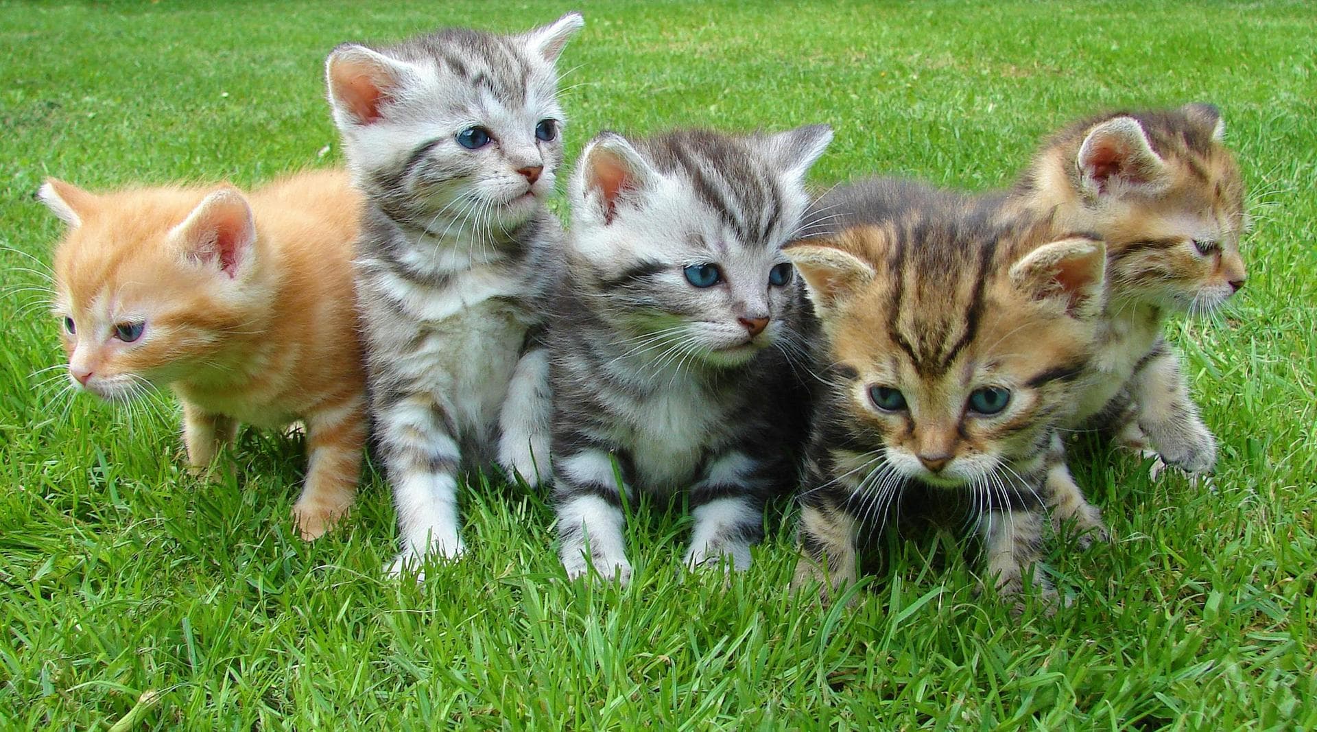 Dog & Cat Vets in Anchorage