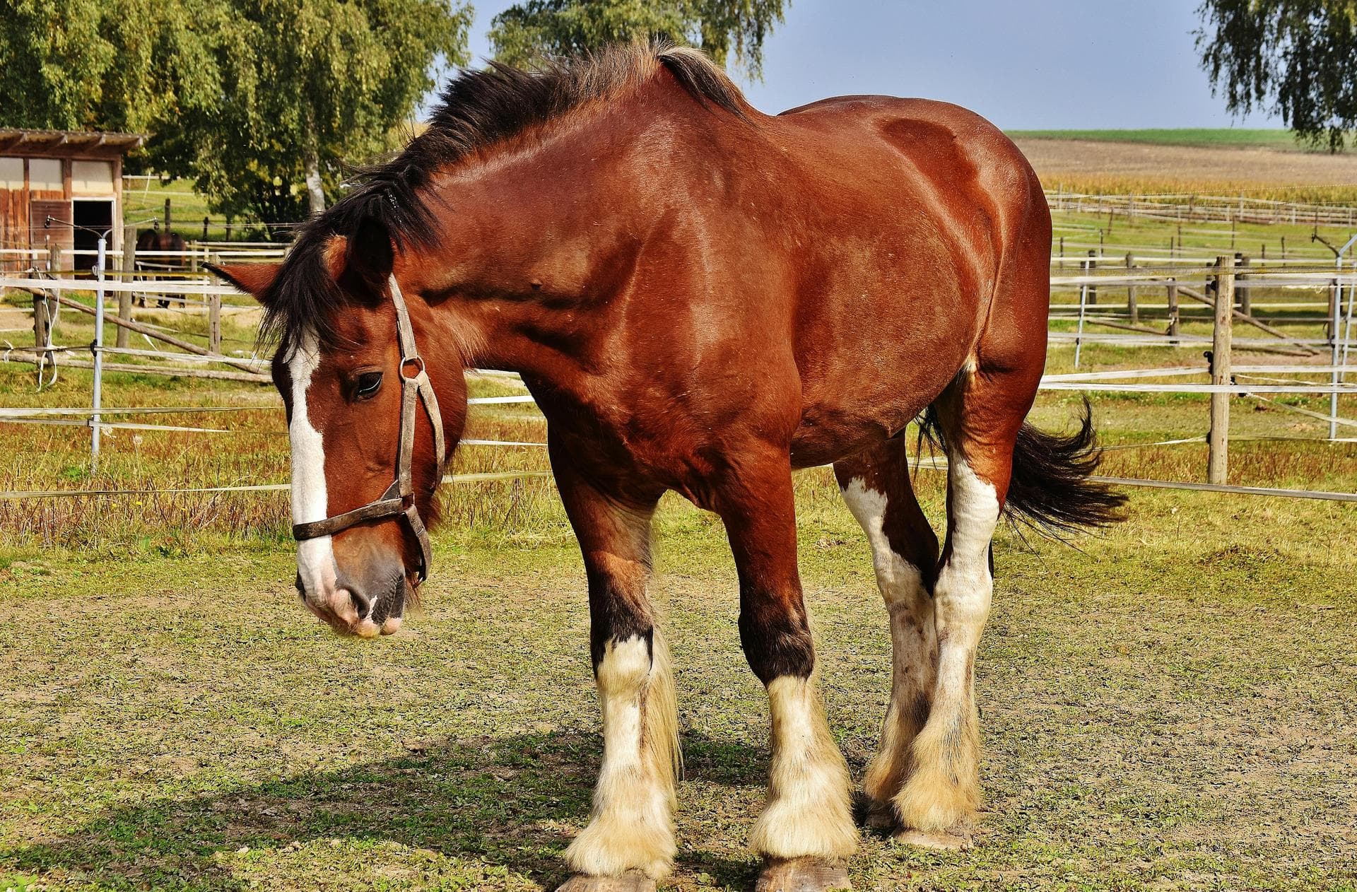 Farm & Large-Animal Vets near Anchorage