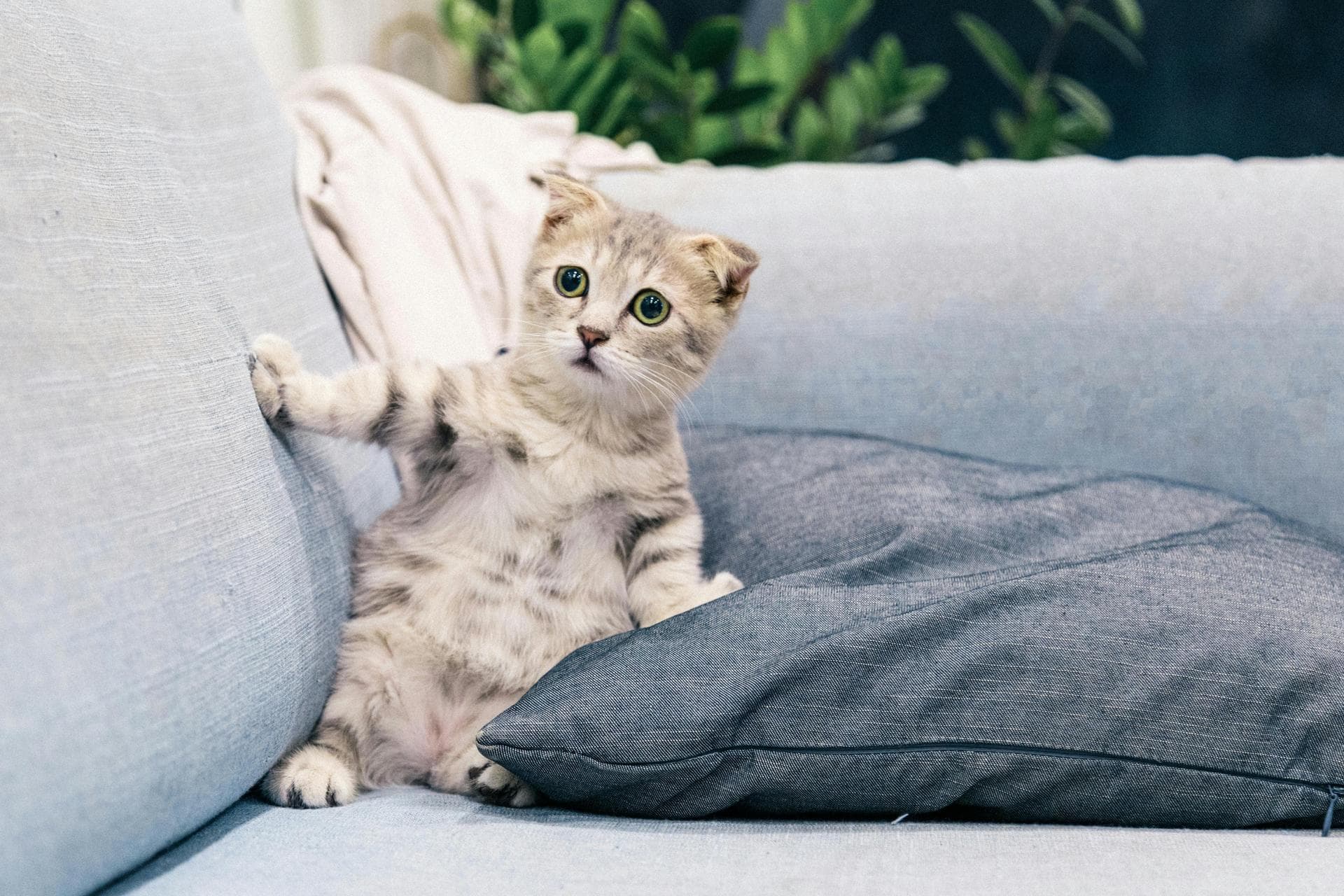 Dog & Cat Vets in Anchorage